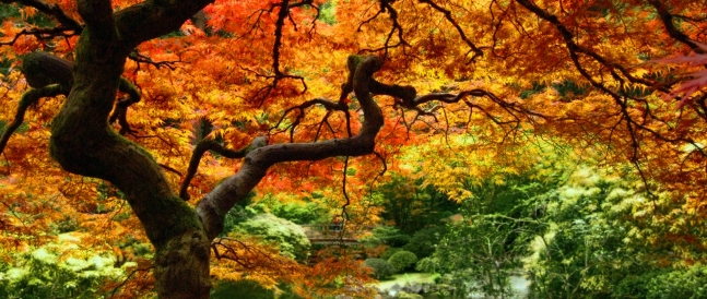 Letting Go Autumn Leaves Forest Trees1