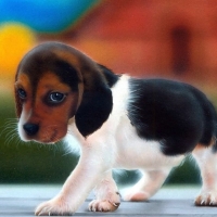 Beagle Puppy1