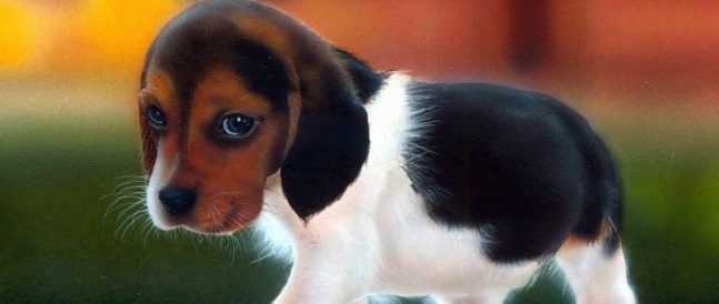 Beagle Puppy1