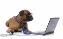 Dog At Computer