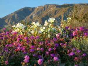 Springtime-Desert-Flowers