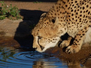 dangerous animls drinking water cheetah animal faces cute cheeth face beautiful african safri animals Cheetah big cats big five dangerous animal att