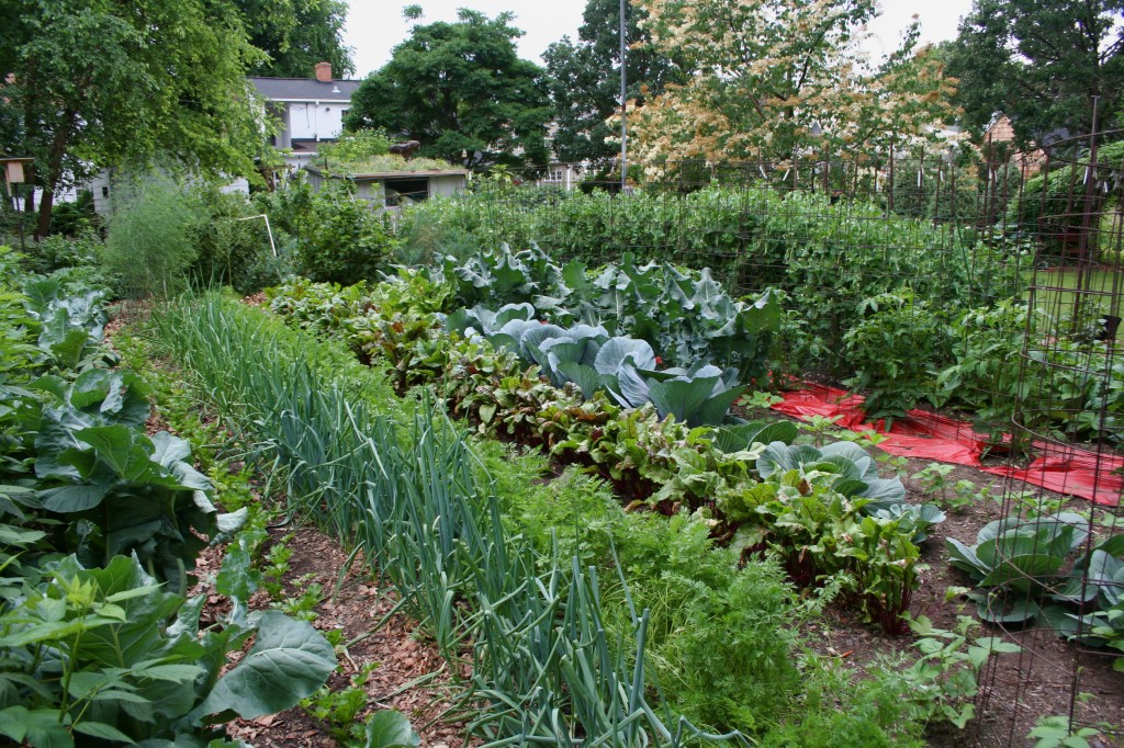 shannon-veg-garden